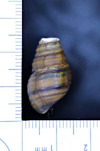 Gyrotoma pumila image