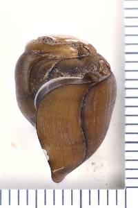 Elimia ampla image