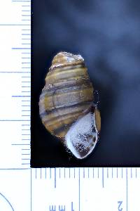 Gyrotoma pumila image