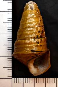 Pleurocera canaliculata image