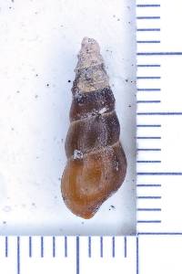 Elimia bellacrenata image