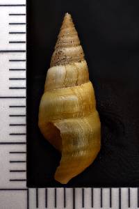 Pleurocera acuta image