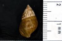 Elimia variata image