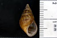 Elimia variata image