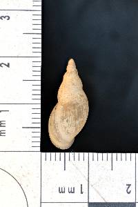 Stagnicola petoskeyensis image