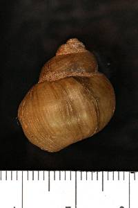 Viviparus subpurpureus image