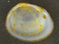 Pisidium dubium image