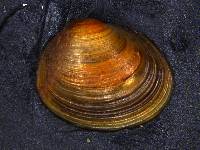 Pisidium dubium image