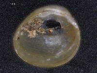 Pisidium ventricosum image