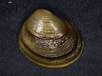 Pisidium dubium image