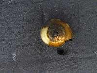 Potamopyrgus antipodarum image