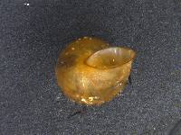 Potamopyrgus antipodarum image