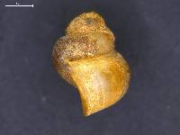 Amnicola pallida image