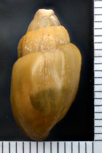 Elimia gibbera image