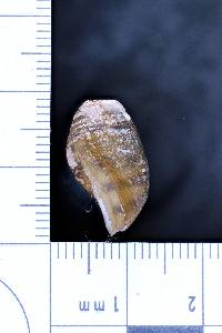 Leptoxis picta image