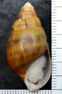 Elimia hartmaniana image