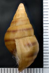 Elimia hartmaniana image