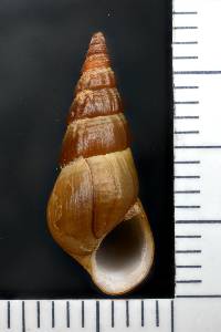 Elimia edgariana image