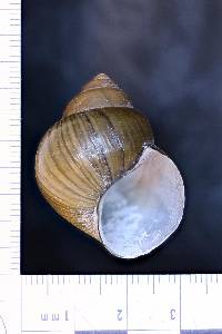 Cipangopaludina chinensis image