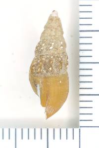 Elimia acuta image