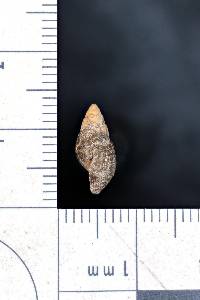 Tarebia granifera image