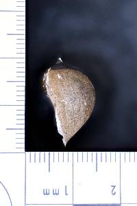 Radix auricularia image