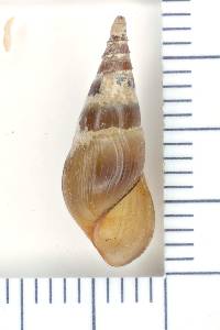 Elimia acuta image