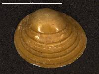 Pisidium ferrugineum image