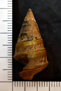 Pleurocera canaliculata image