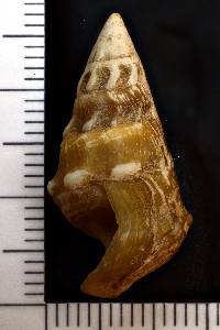 Pleurocera alveare image