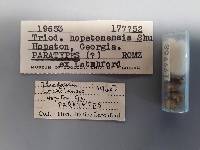 Triodopsis hopetonensis image