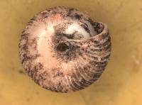 Strobilops aeneus image