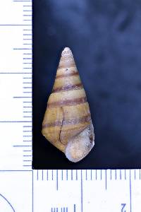 Pleurocera showalteri image