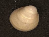 Pisidium ventricosum image