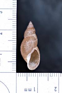 Stagnicola palustris image