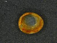 Pisidium fallax image