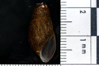 Elimia pupoidea image
