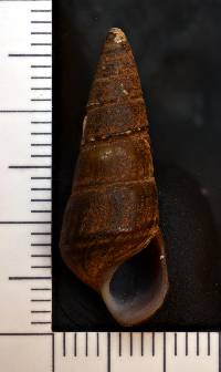 Pleurocera acuta image