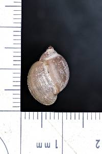 Stagnicola walkeriana image