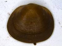 Sphaerium rhomboideum image