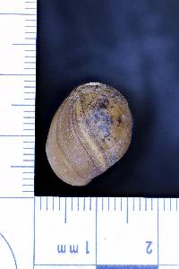 Leptoxis praerosa image