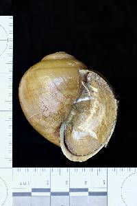 Pila ampullacea image