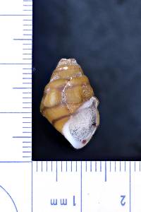 Gyrotoma pyramidata image