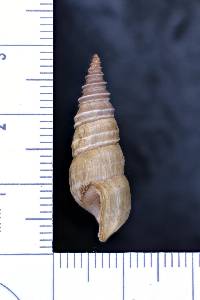 Pleurocera uncialis image