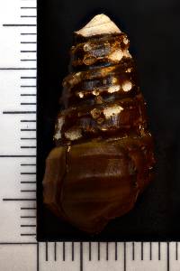 Pleurocera annulifera image