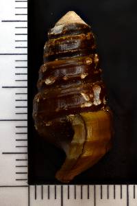 Pleurocera annulifera image