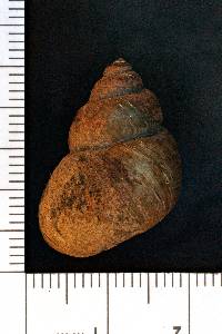 Viviparus subpurpureus image