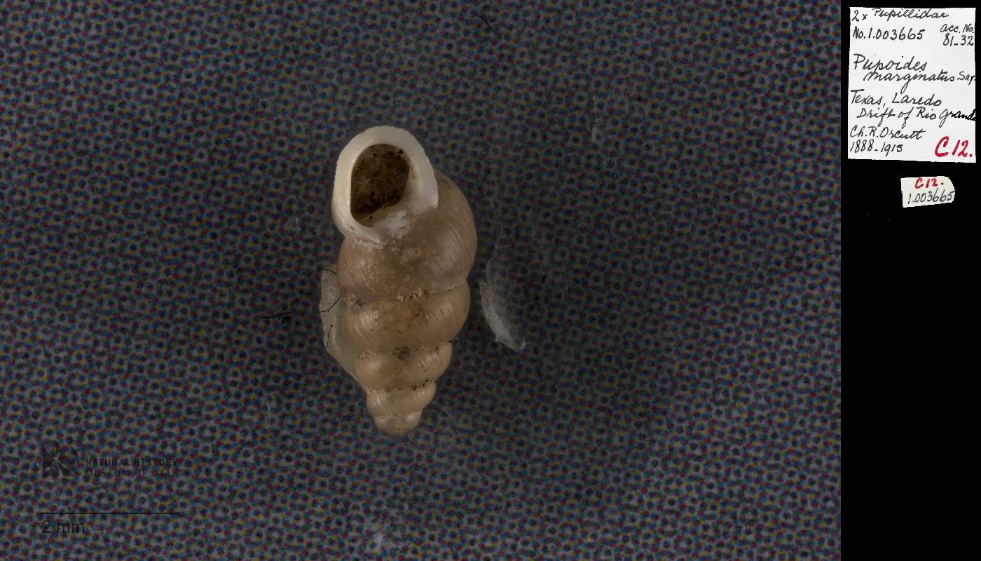 Pupoides albilabris image