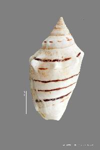 Image of Conomurex fasciatus