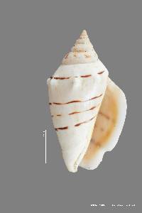 Conomurex fasciatus image